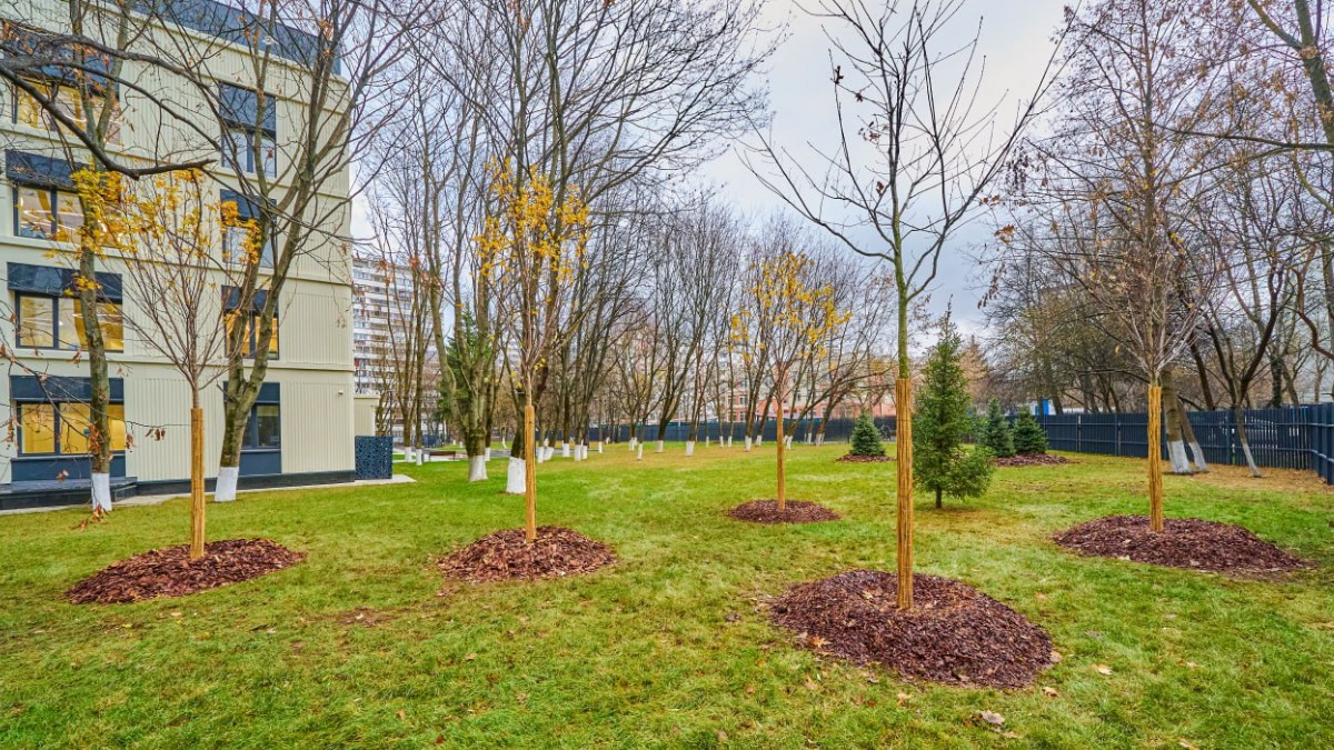 Около 940 деревьев высадят возле поликлиник в рамках второго этапа модернизации в Москве