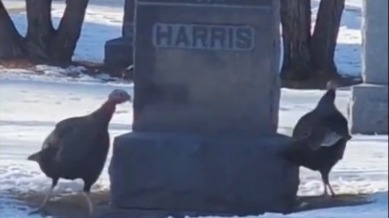 Кружащих вокруг могилы Харрис индюшек сняли на видео в США