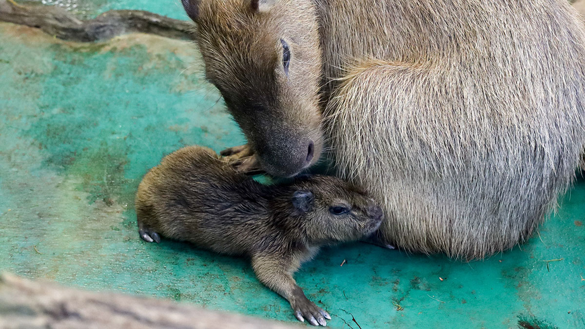 Японский зоопарк готов поменять капибар на белого медведя из России