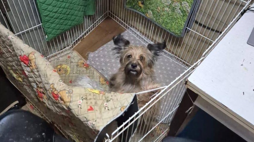 Москвичи пожаловались на соседку, в квартире которой жили 13 собак