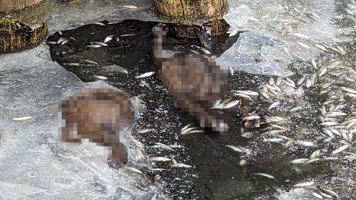 Массовая гибель бобров в Москве-реке: сколько тушек нашли и что стало причиной их смерти