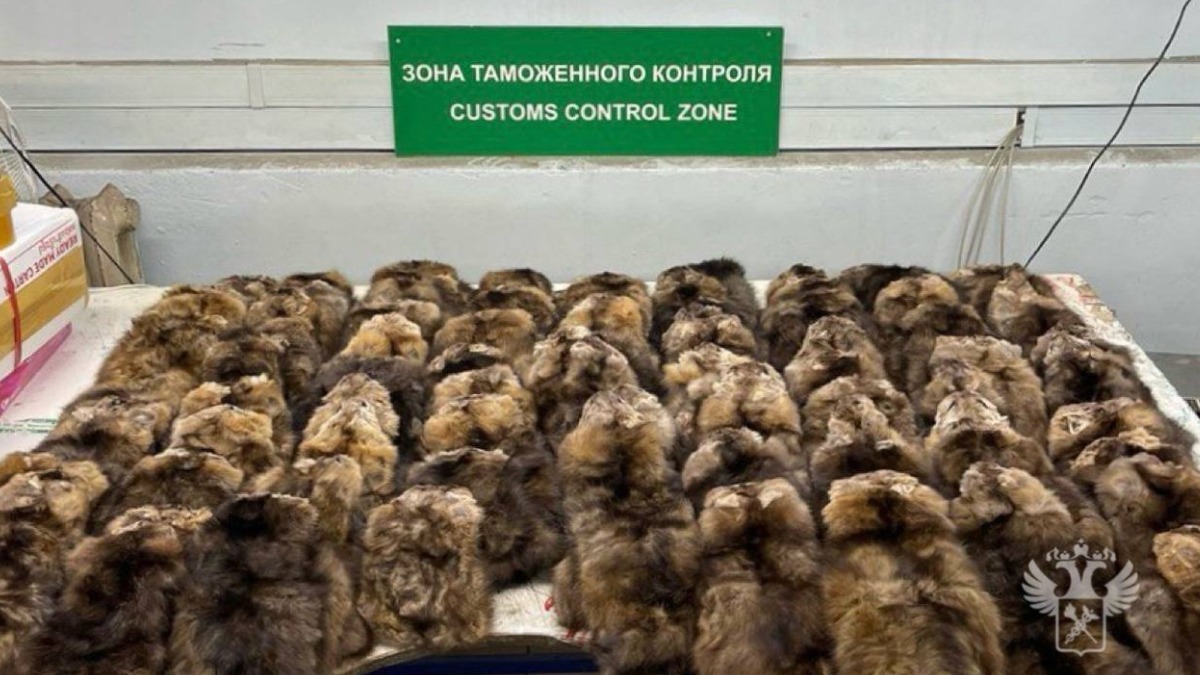 Девушка пыталась вывезти 700 шкур соболя из Москвы в Китай