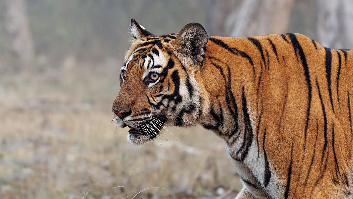 Тигр утащил собаку в приморском селе