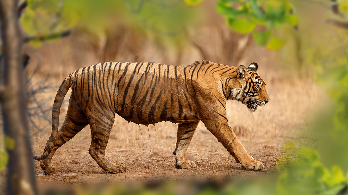 Индийский тигр-людоед растерзал второго человека за неделю