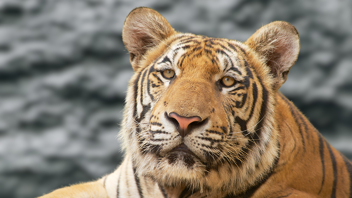 ABP Live: Тигр напал на жителей деревни Бадагалапура в Индии