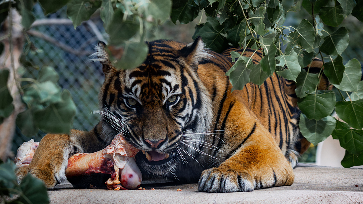 Власти Индии закрыли 18 школ из-за тигрицы-людоедки