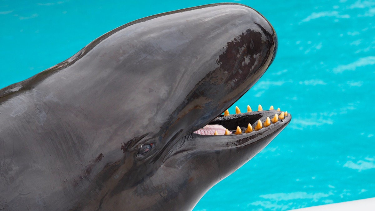 Власти Тасмании приняли решение застрелить 90 выбросившихся на берег косаток