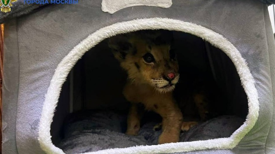 Москвич пытался продать львенка за 260 тысяч рублей: состояние животного