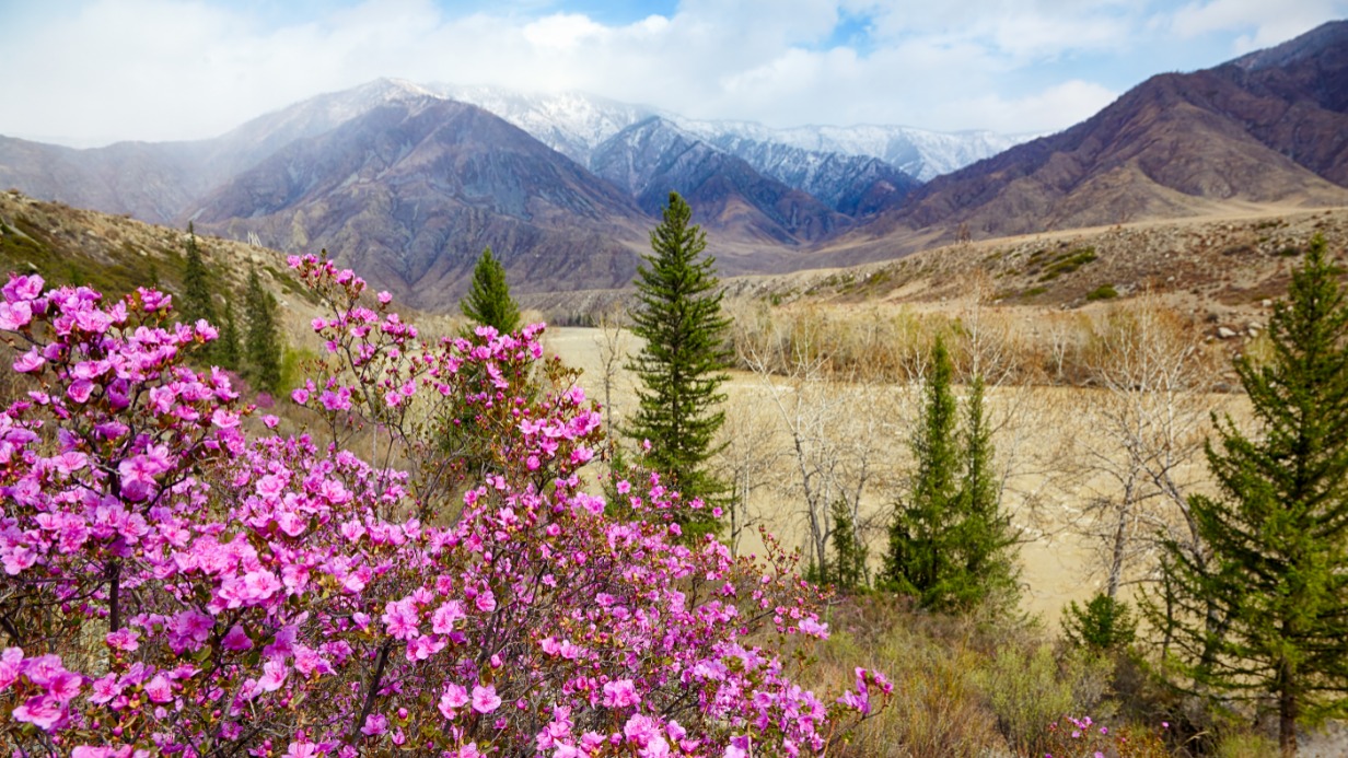 Маральник, занесенный в Красную книгу Алтайского края, обладает лечебными свойствами, но при этом растение ядовито