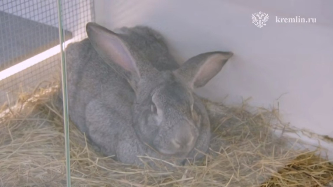 Путину показали кролика с имплантированным кровеносным сосудом