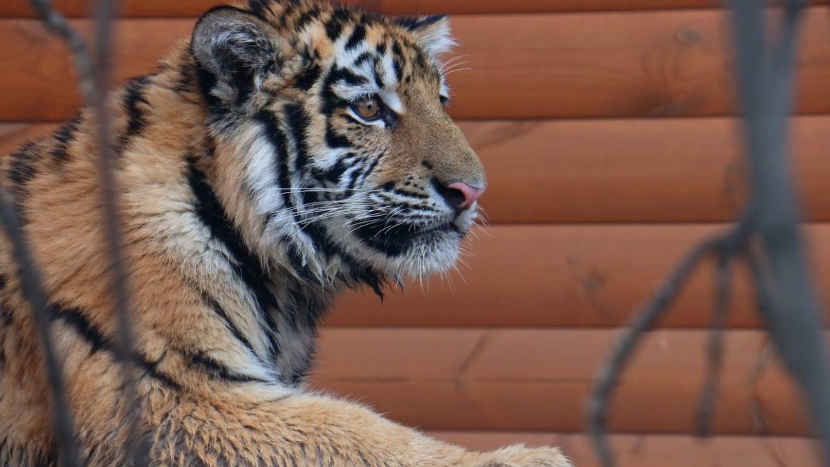 Тигр Зевс скончался в Ленинградском зоопарке