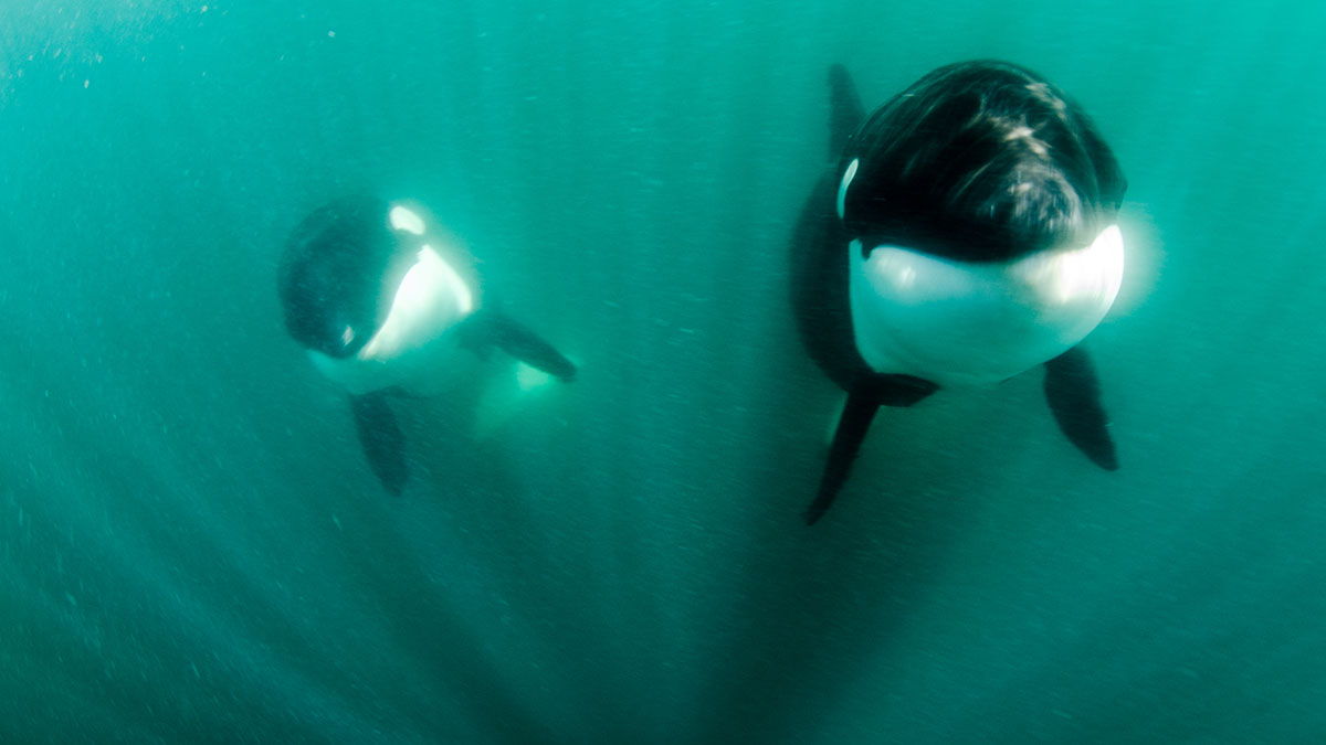 The Telegraph: Косатки топят своих сородичей, чтобы научиться охоте