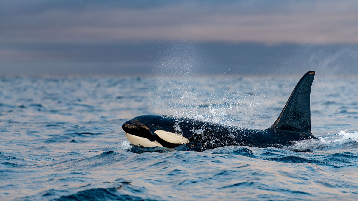 Стая косаток потопила туристическое судно у берегов Португалии