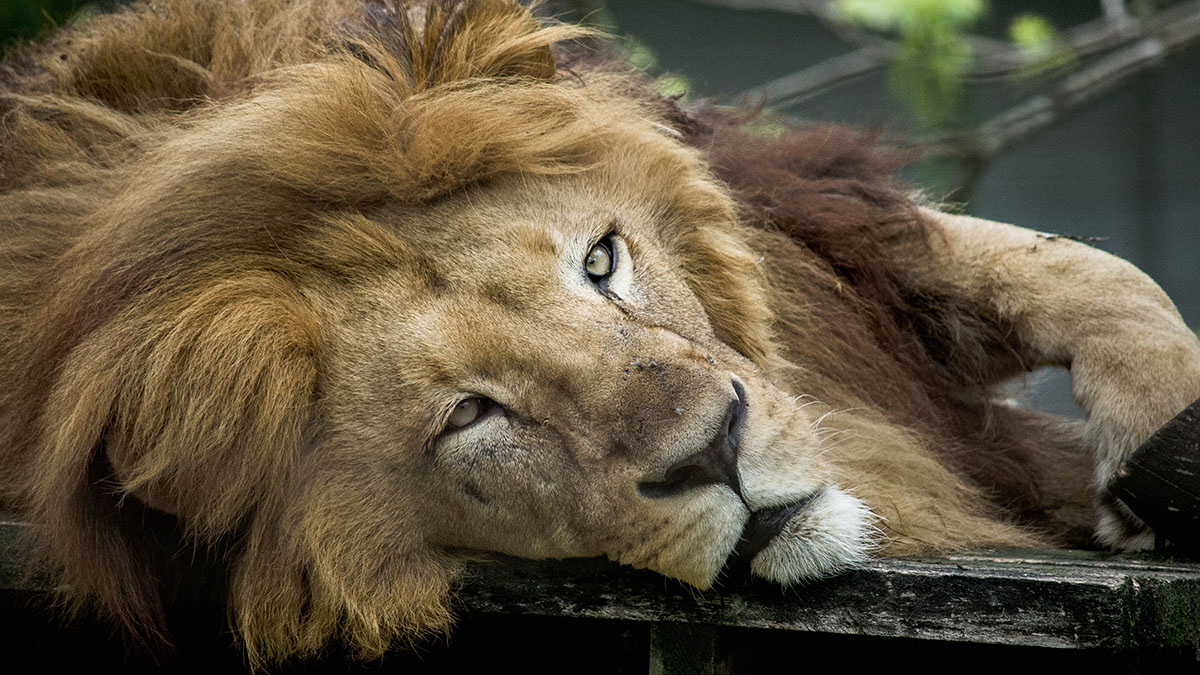 Директор зоопарка Вашура: Зубков общался со львами как с детьми