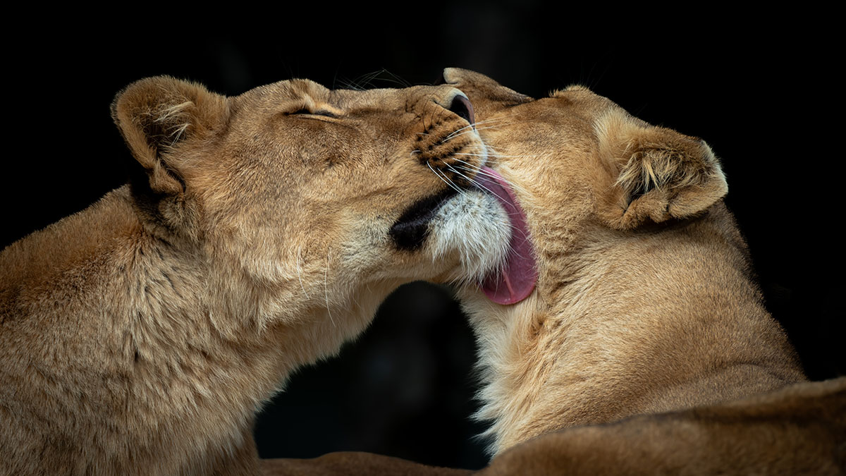 Львов, изъятых у жителя столицы, полностью обследуют в Московском зоопарке