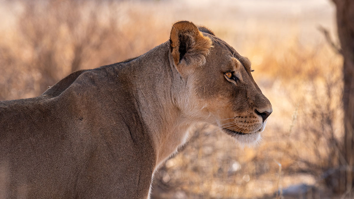 Жители Сургута устроили скандал из-за льва, живущего дома у блогера Магомедова