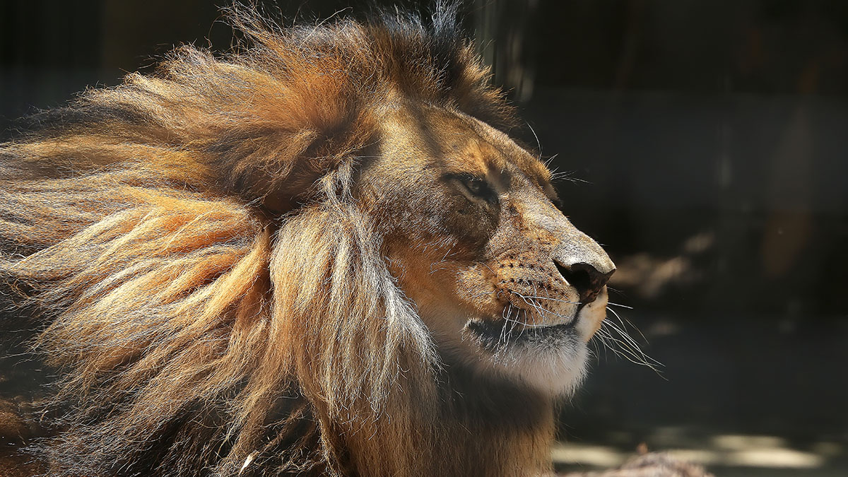 На директора парка «Тайган» Зубкова напали львы, которых он отказался усыплять