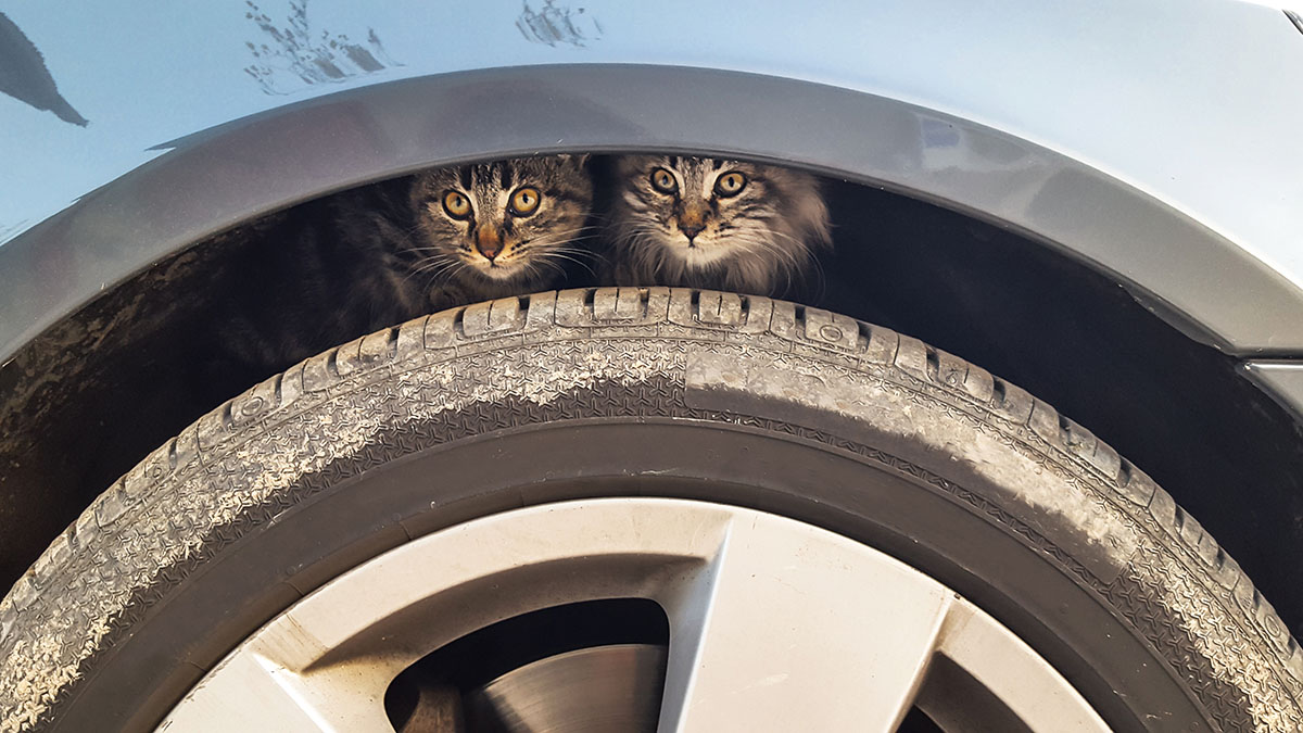 Что делать, если нашел замерзшее животное: первая помощь