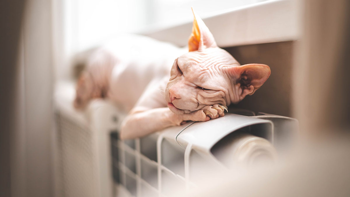 Жителям Центрального района Петербурга могут вернуть отопление раньше окончания аварийных работ