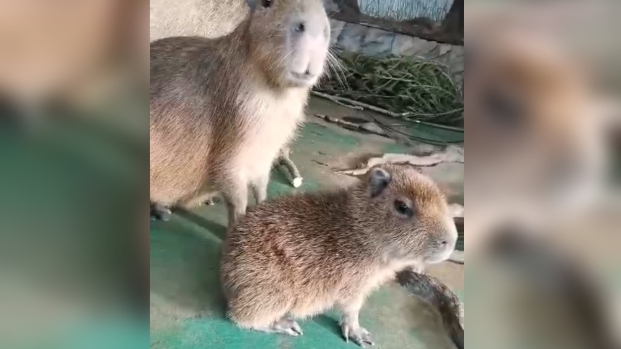 Малыш капибары со старшей сестрой в Московском зоопарке