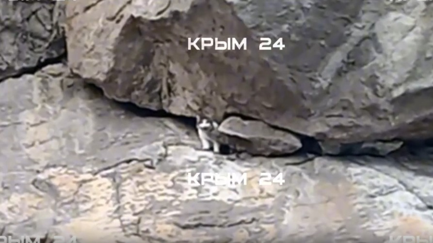 Спасение кошки Муси: что известно 