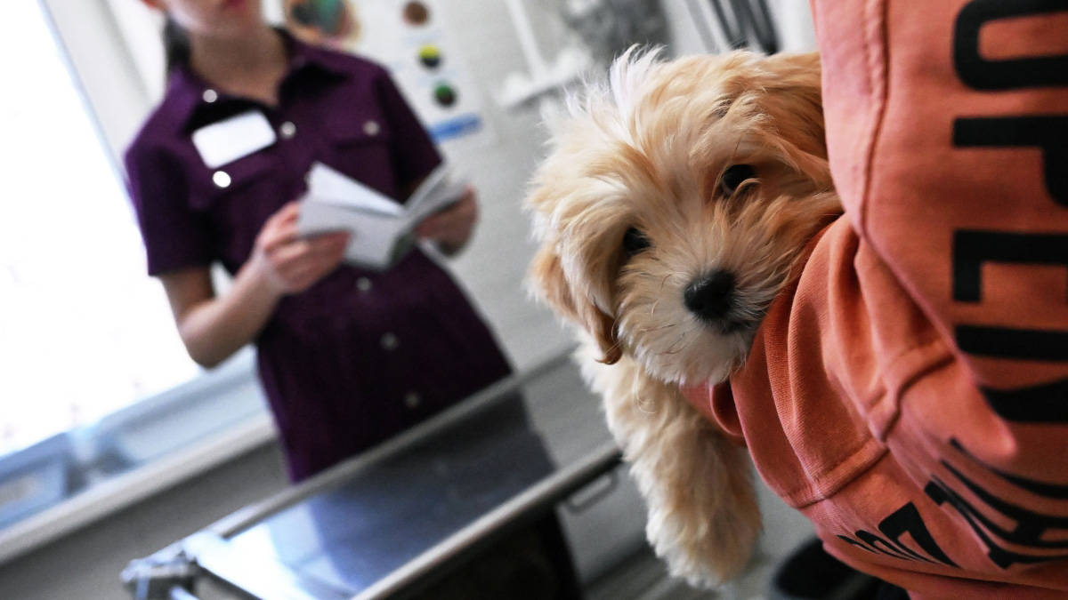 Зачем стерилизовать бездомных животных