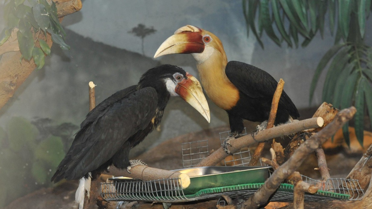 В Московском зоопарке родился птенец папуанского калао