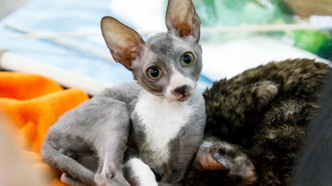 Более 2000 домашних животных покажут на фестивале ЗООФЕСТ в начале марта