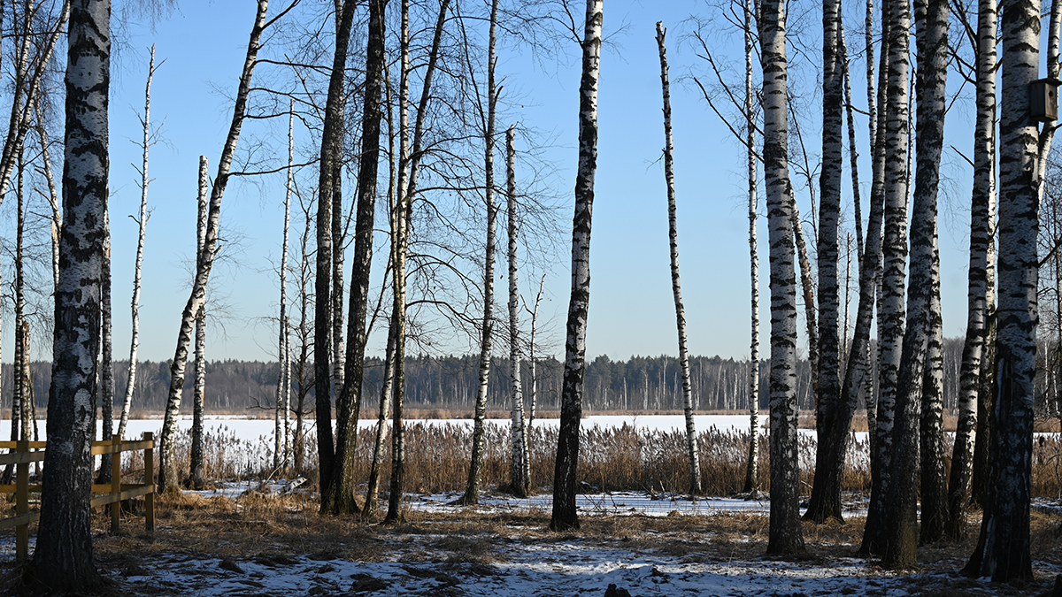 В «Лосином острове» впервые выделят зоны охраны для защиты экосистемы