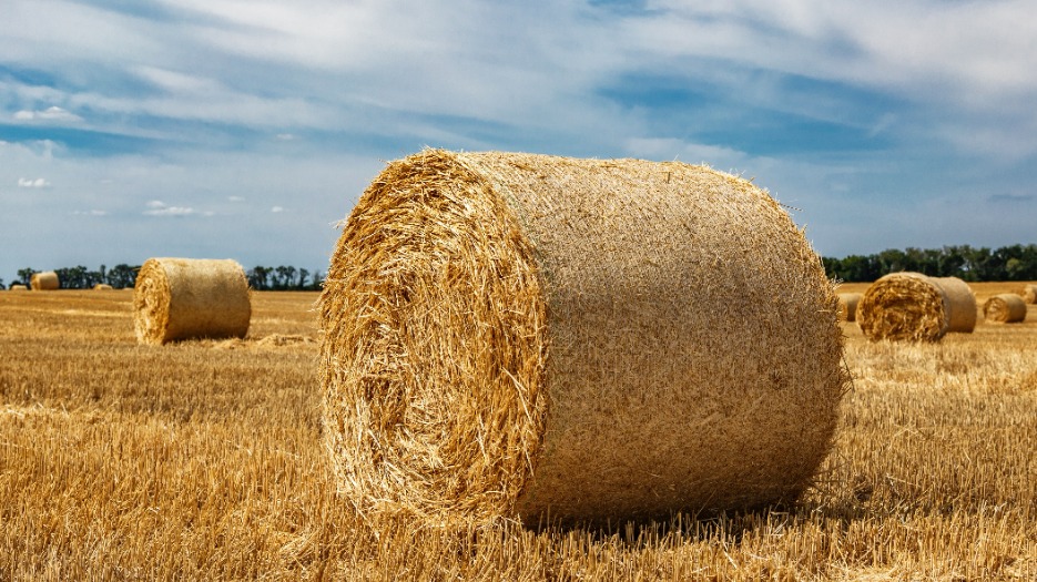 Сибирский судебный пристав нашел подозреваемого в «чихающем» стоге сена