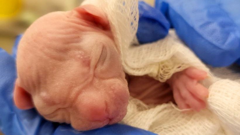 Новорожденного «инопланетного» котенка спасли столичные ветеринары в Вешняках