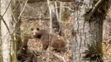 Мужчина спасся бегством от проснувшихся в Сочи медведей и попал на видео