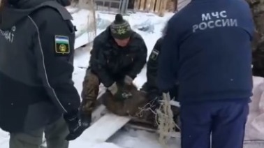 Молодой кабан забрел в башкирский город и несколько часов бегал от спасателей