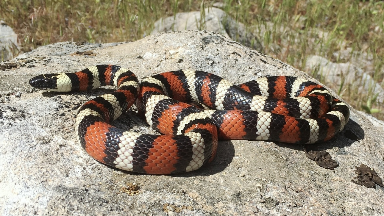 Бездомная собака в Индии погибла, спасая 30 детей от ядовитой змеи