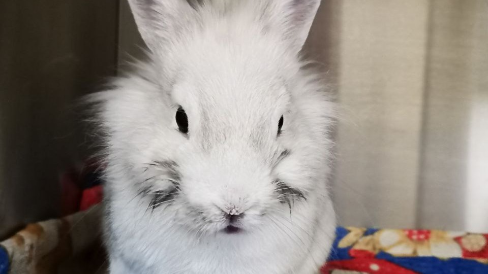Ветеринары в Зеленограде спасли кролика, который не мог есть из-за патологии 