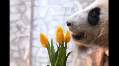Панде Катюше подарили тюльпаны на 8 Марта