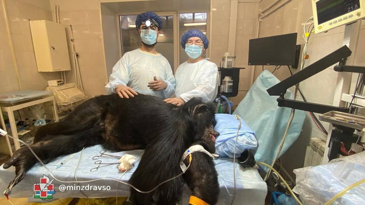 Хирурги удалили редкую опухоль у шимпанзе в Свердловской области