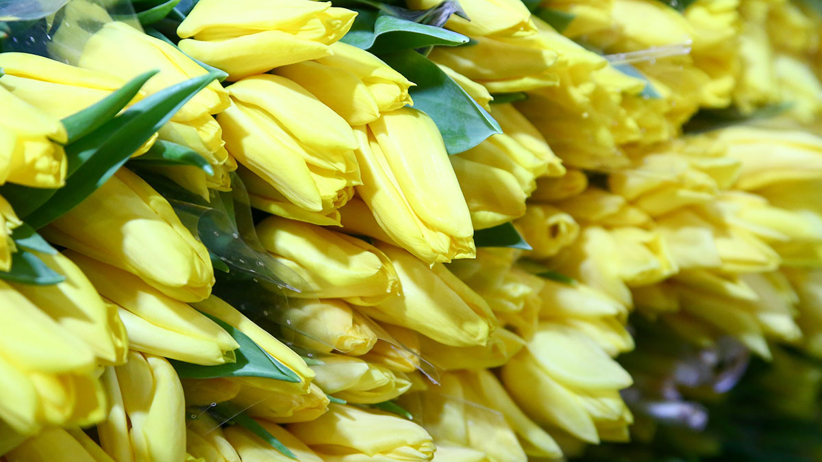 Десятки мошеннических сайтов по продаже цветов появились перед 8 Марта в России