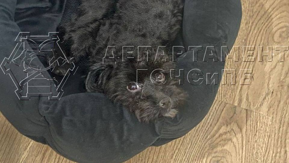 Спасатели вернули хозяйке упавшую в Москву-реку собаку 