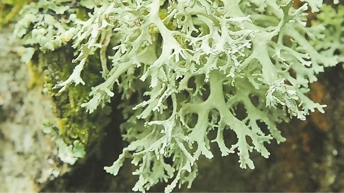 35 редких видов лишайников занесли в третье издание Красной книги Москвы