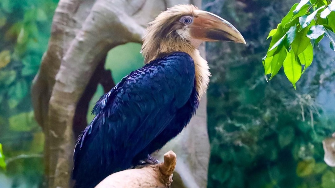 Птенца папуанского калао теперь можно увидеть в Московском зоопарке