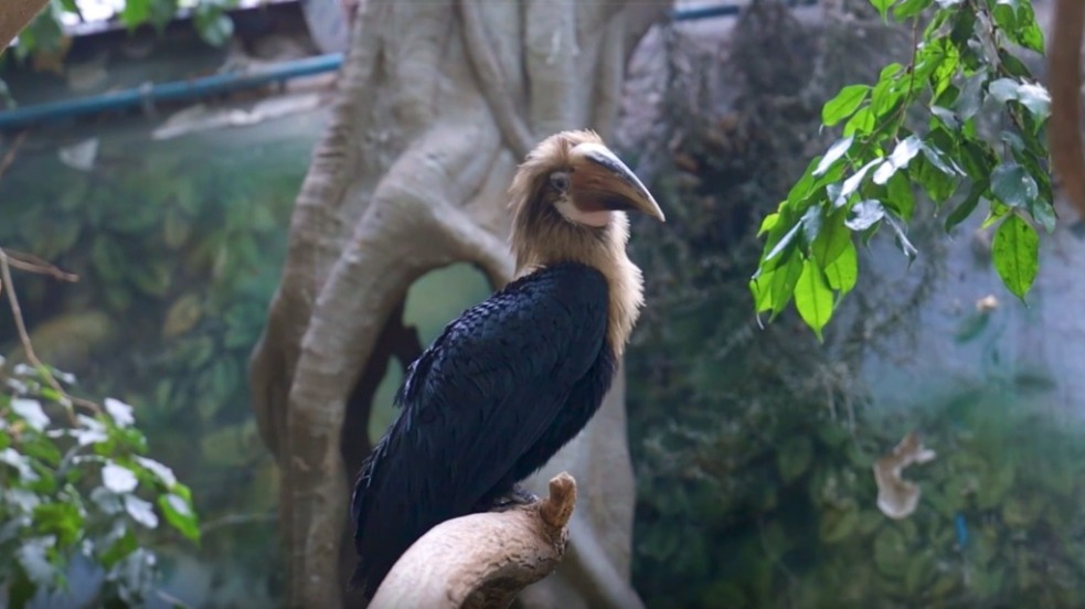 Появилось видео с птенцом папуанского калао, поселившегося в Московском зоопарке