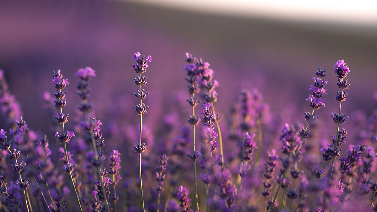 Флоритуризм: куда поехать весной