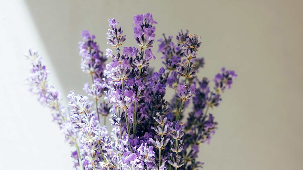 Народные методы борьбы с клещами