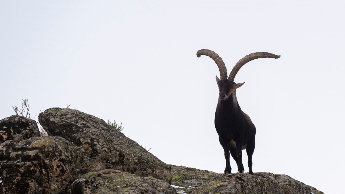 Ученые клонировали вымершего пиренейского козла букардо