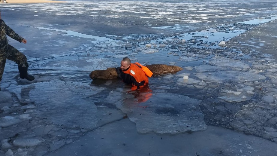 Лосиха провалилась под лед на Озернинском водохранилище в Подмосковье
