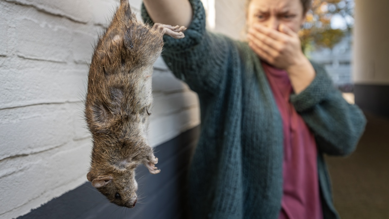 Крысы размером с котов появились в Бирмингеме на фоне забастовок коммунальщиков