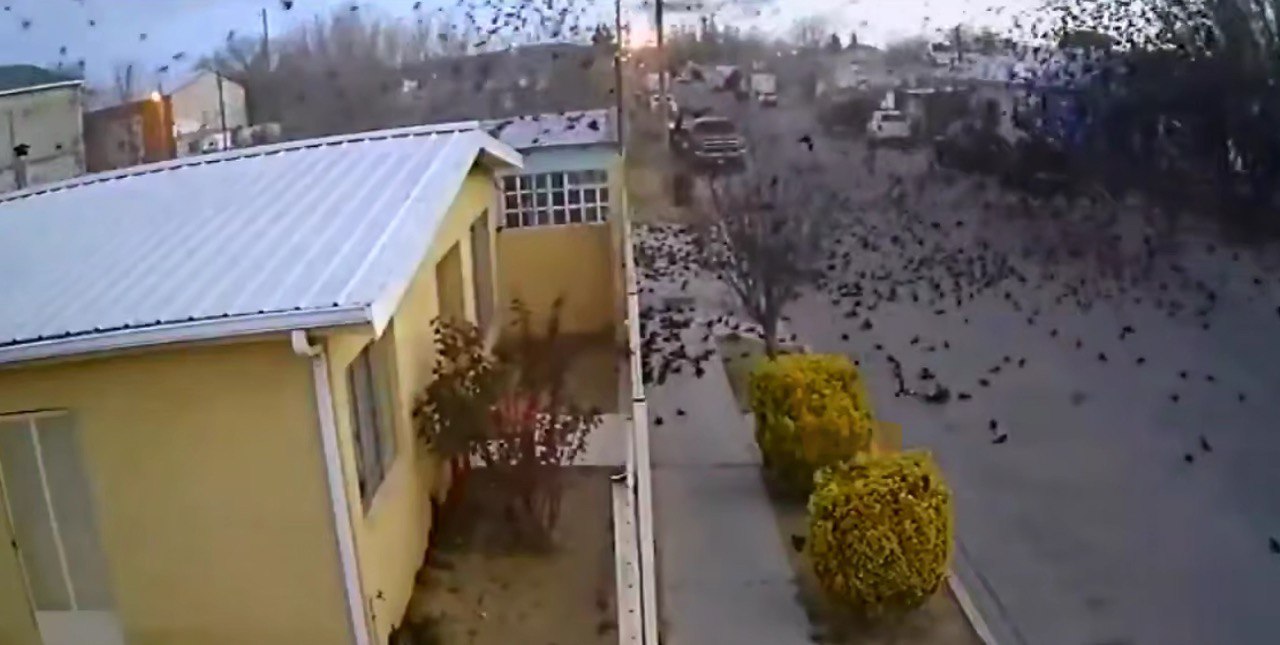 Несколько сотен дроздов одновременно рухнули на землю в Мексике