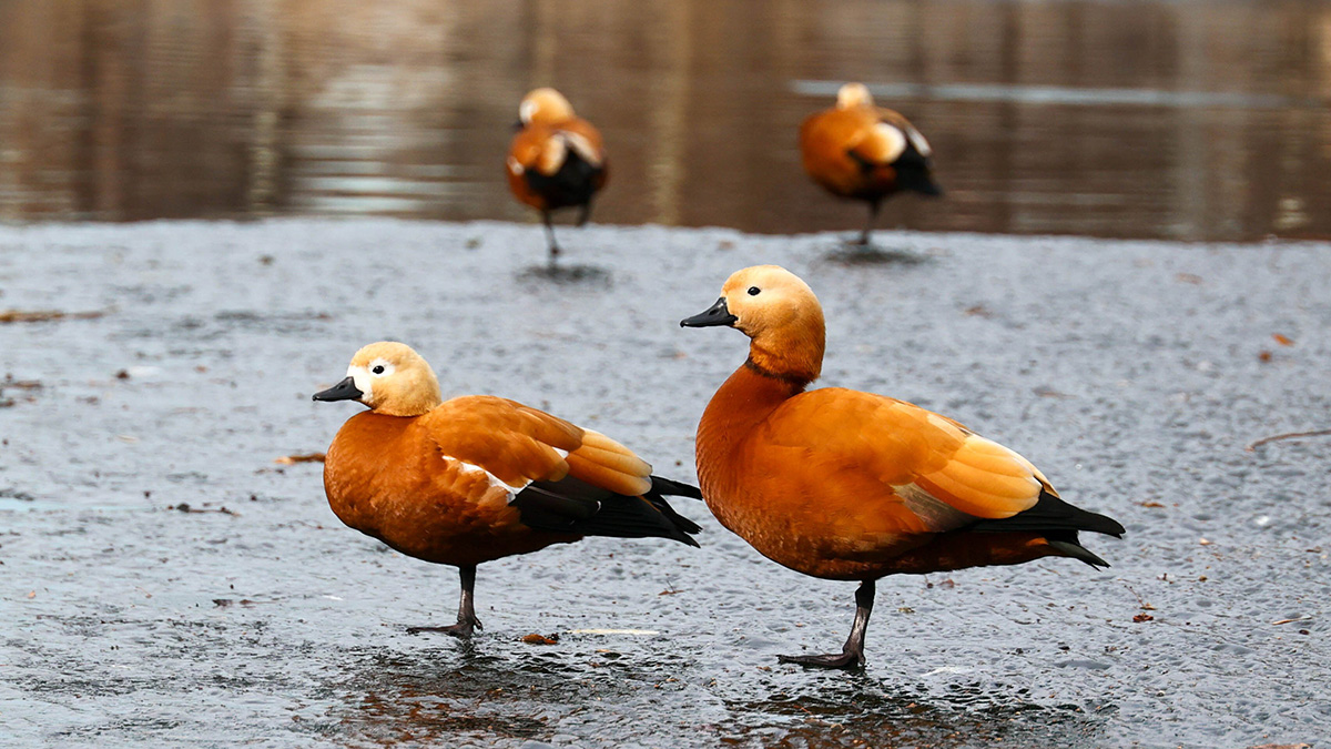 Какой будет погода в Москве на следующей неделе 2–8 марта