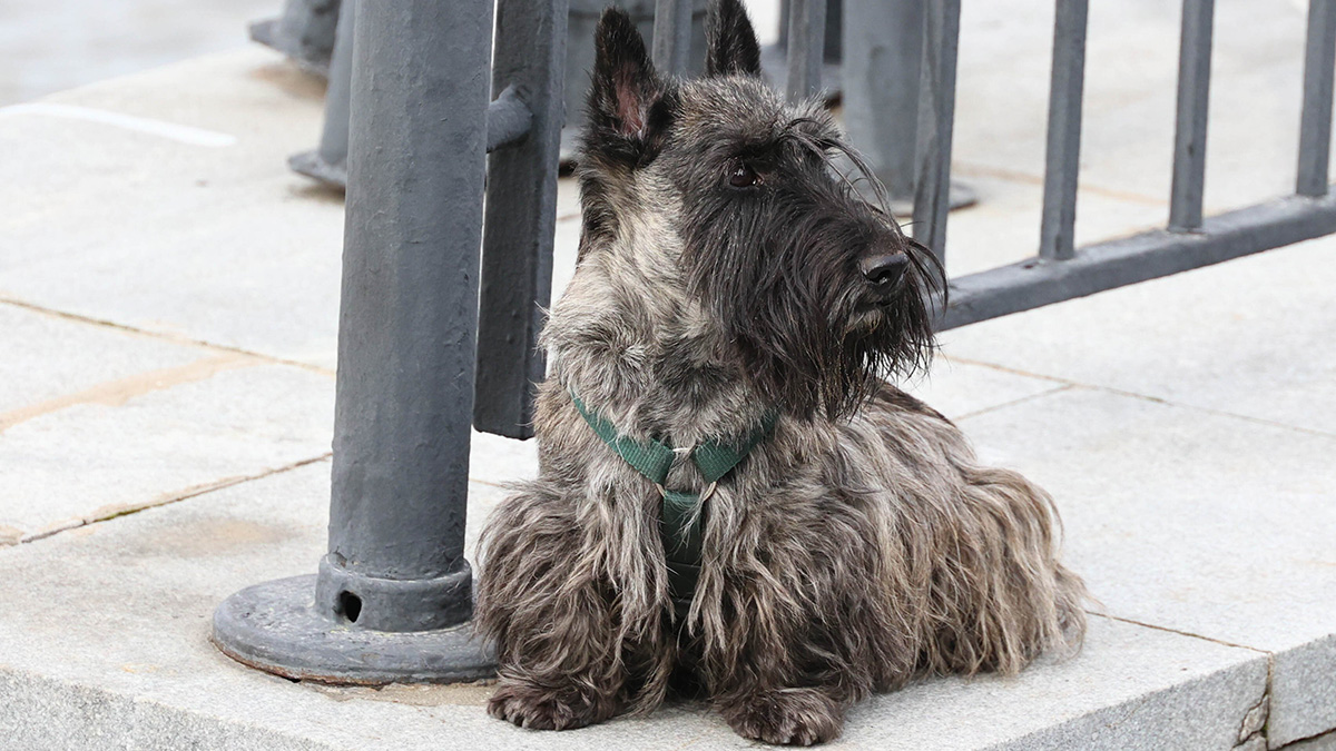 Чернобыльские собаки показали уникальные способности адаптации к радиации